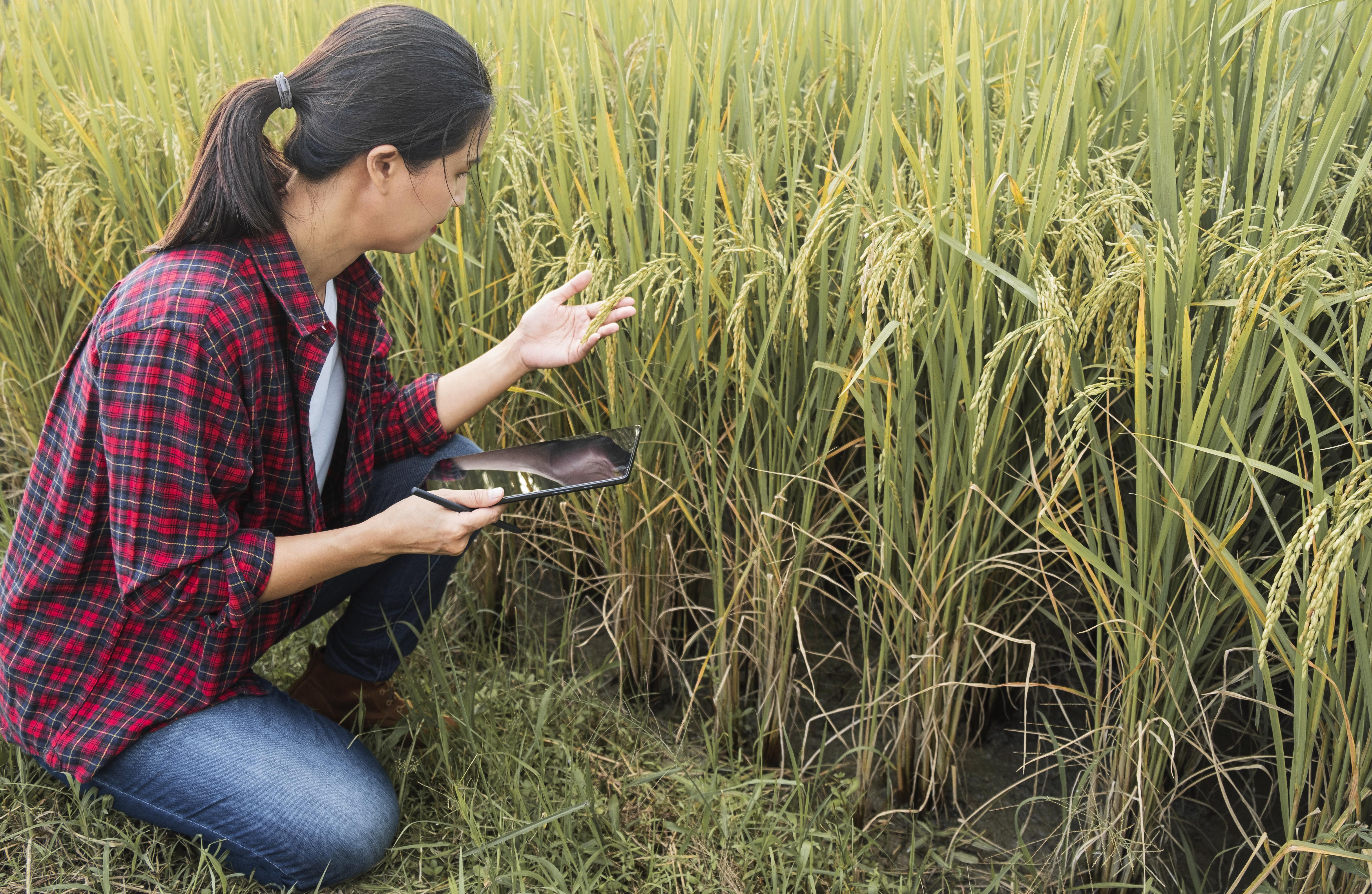 Paddy Research - Premium Rice Varieties